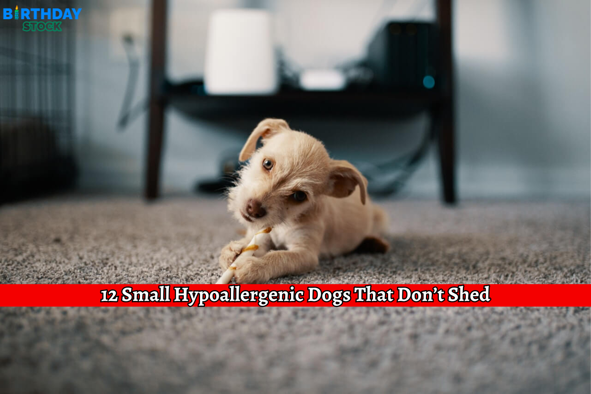 12 Small Hypoallergenic Dogs That Don’t Shed