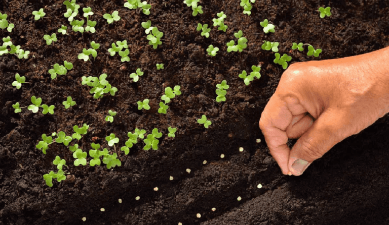 9 Tips for Better Seed Germination Rates This Season