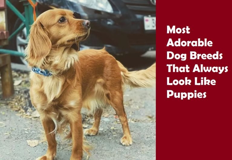 Most Adorable Dog Breeds That Always Look Like Puppies