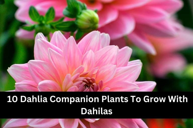 10 Dahlia Companion Plants To Grow With Dahilas