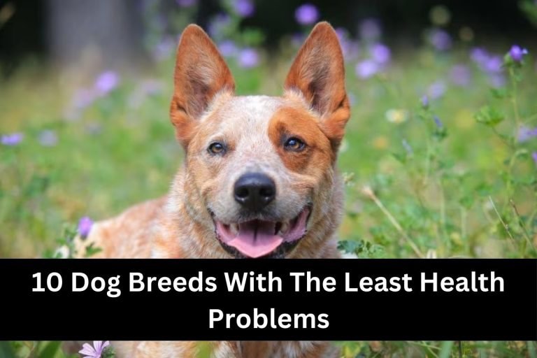 10 Dog Breeds With The Least Health Problems