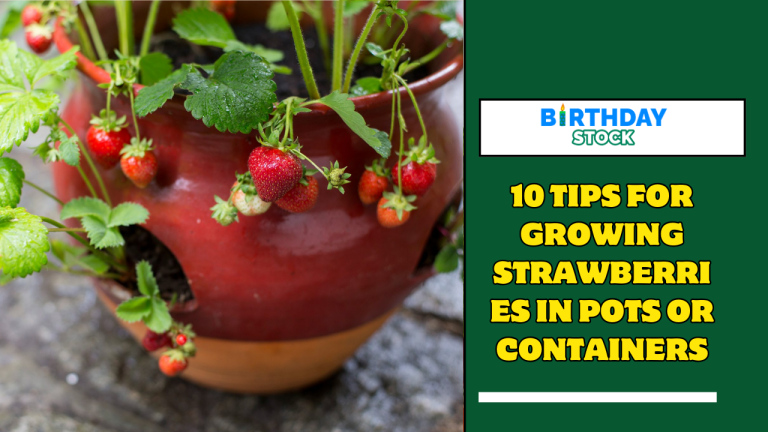 10 Tips For Growing Strawberries in Pots or Containers