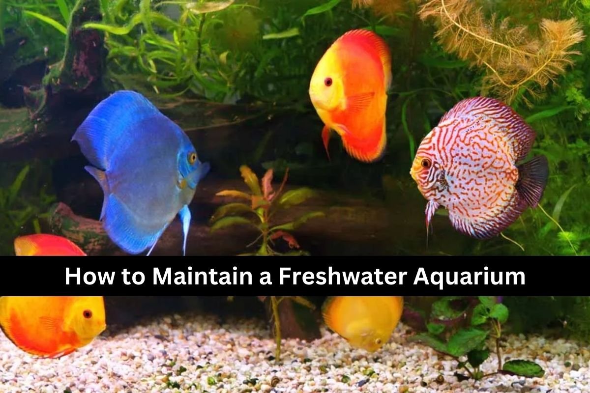 How to Maintain a Freshwater Aquarium