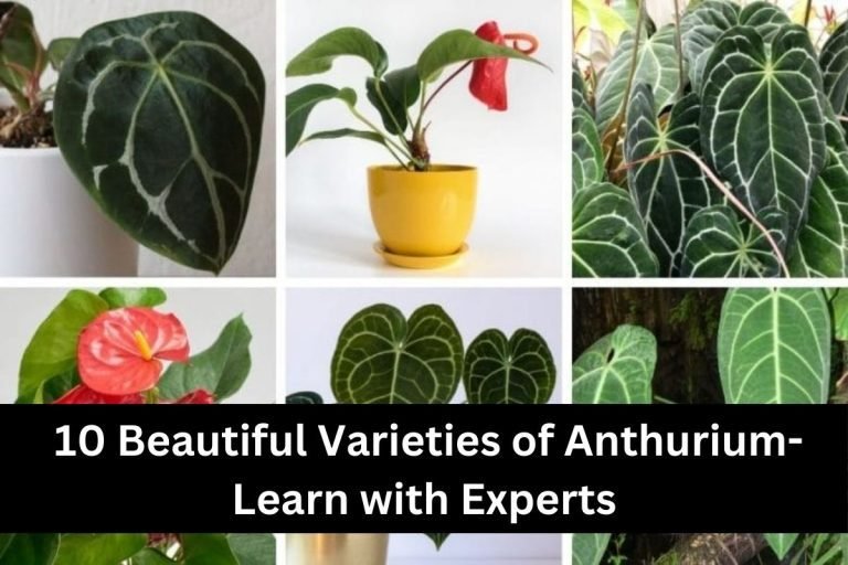 10 Beautiful Varieties of Anthurium-Learn with Experts