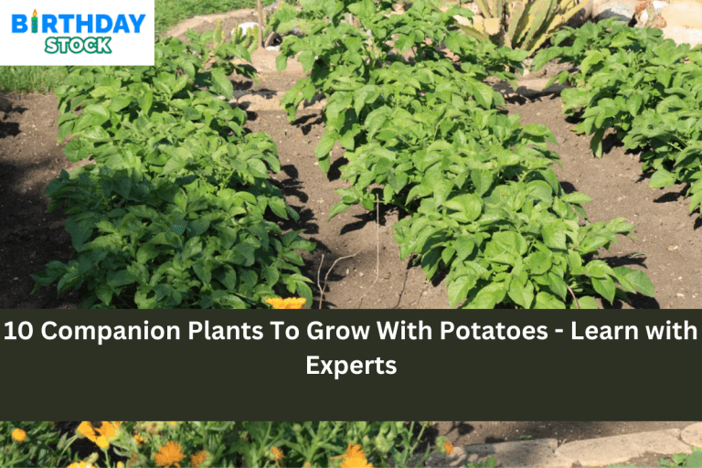 10 Companion Plants To Grow With Potatoes - Learn with Experts