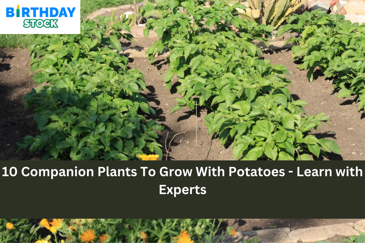 10 Companion Plants To Grow With Potatoes - Learn with Experts