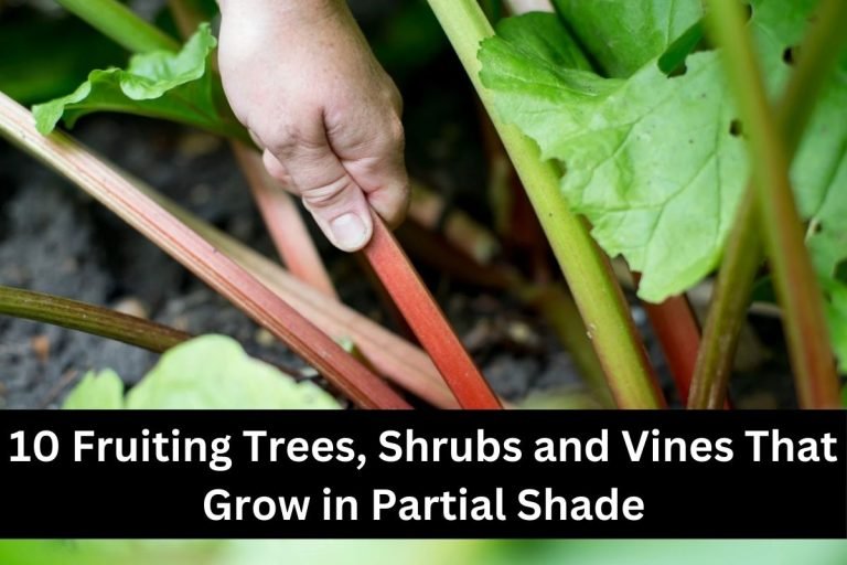 10 Fruiting Trees, Shrubs and Vines That Grow in Partial Shade