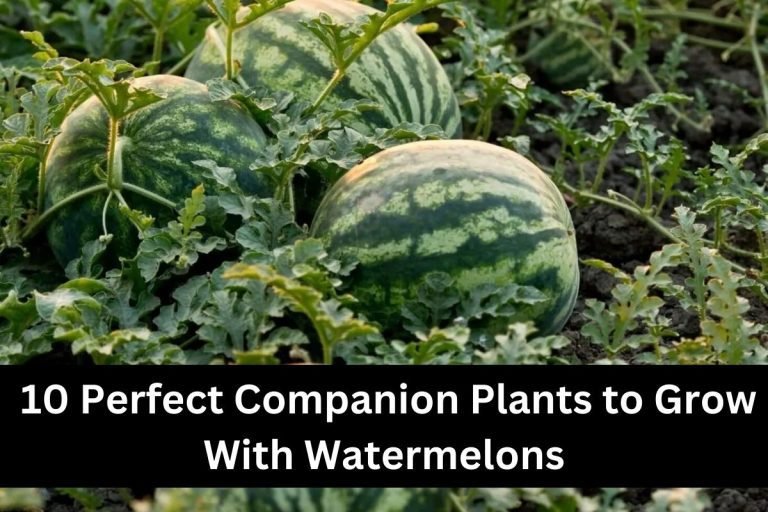 10 Perfect Companion Plants to Grow With Watermelons