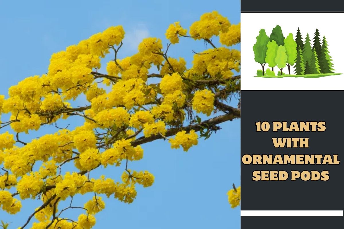 10 Plants With Ornamental Seed Pods - Birthday Stock