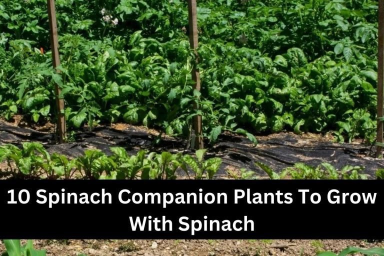 10 Spinach Companion Plants To Grow With Spinach