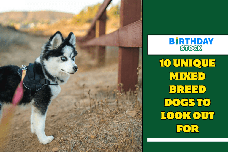 10 Unique Mixed Breed Dogs To Look Out For
