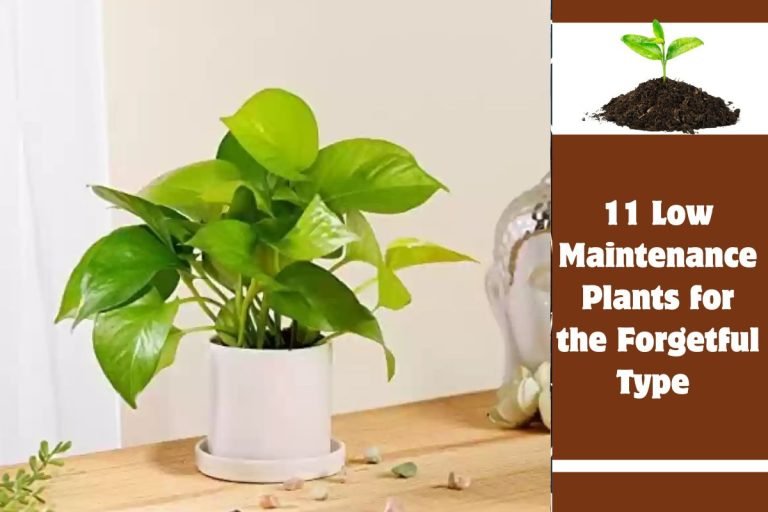 11 Low Maintenance Plants for the Forgetful Type