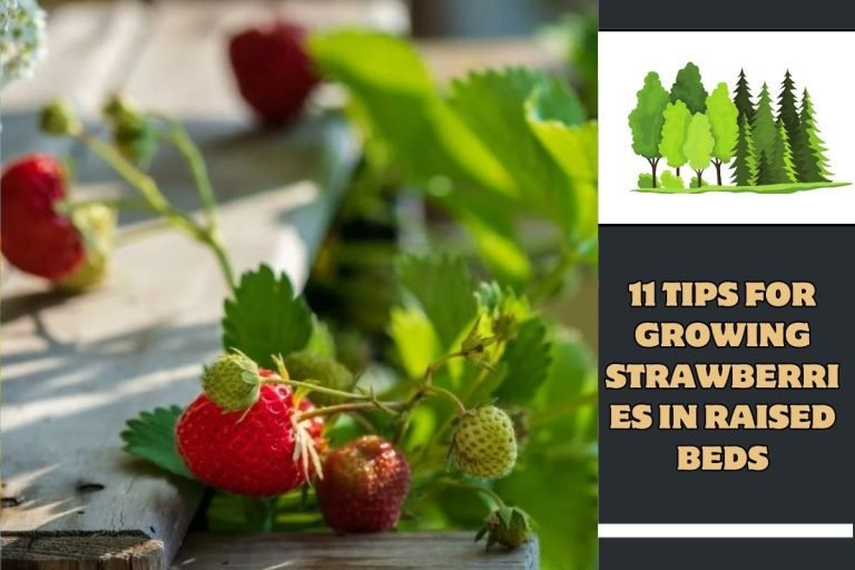 11 Tips For Growing Strawberries in Raised Beds