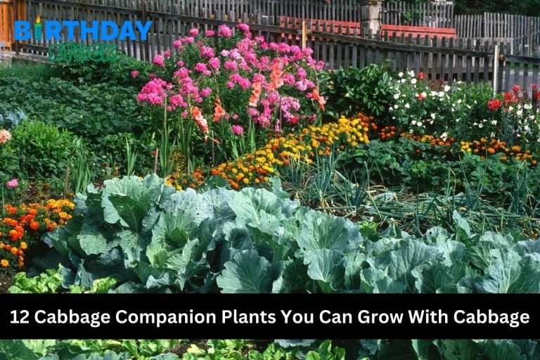 12 Cabbage Companion Plants You Can Grow With Cabbage
