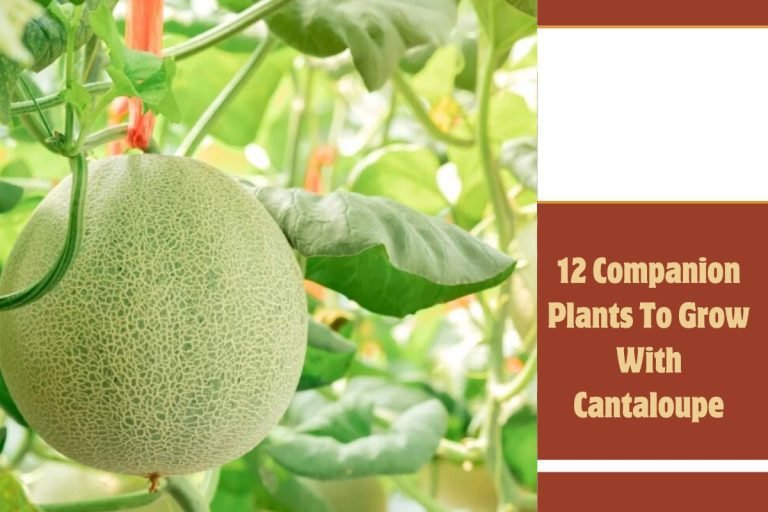12 Companion Plants To Grow With Cantaloupe