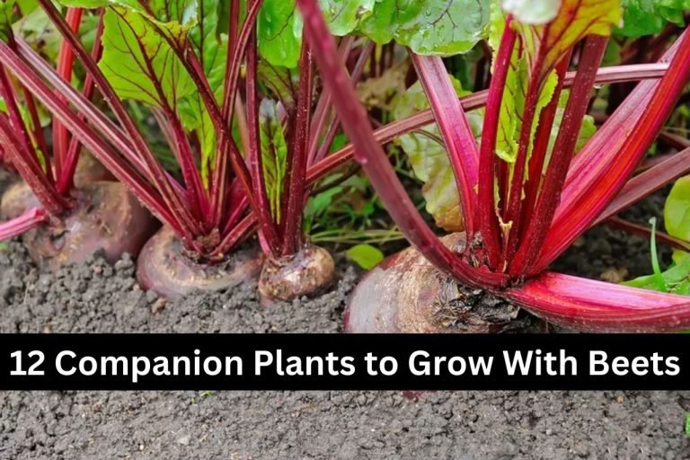 12 Companion Plants to Grow With Beets