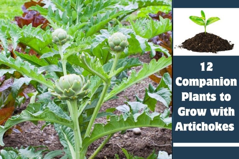12 Companion Plants to Grow with Artichokes