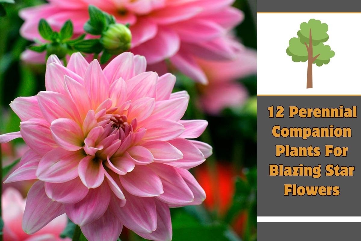 12 Perennial Companion Plants For Blazing Star Flowers