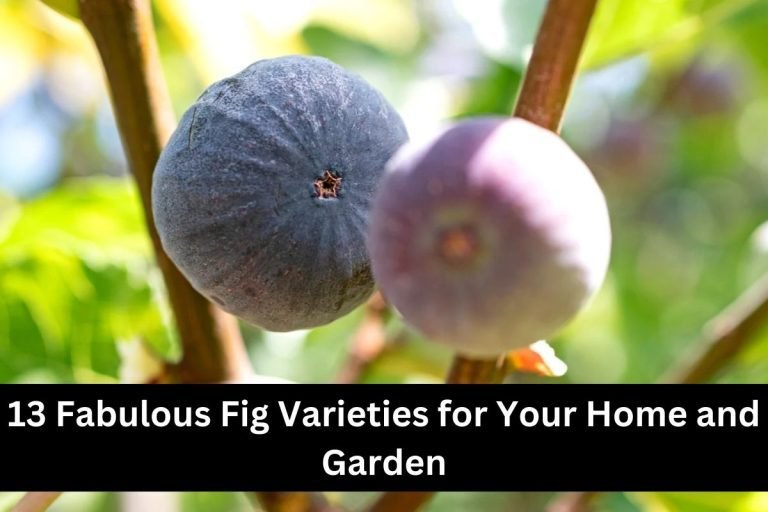 13 Fabulous Fig Varieties for Your Home and Garden