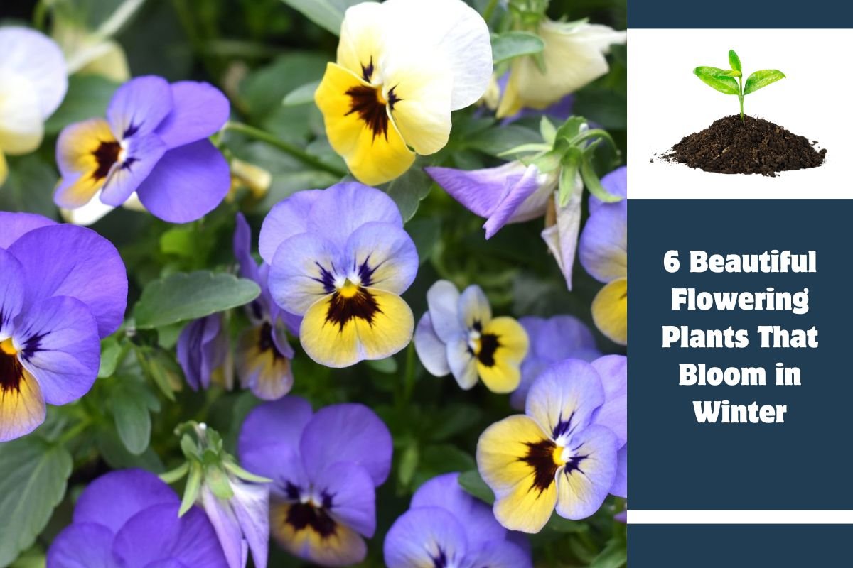 6 Beautiful Flowering Plants That Bloom in Winter