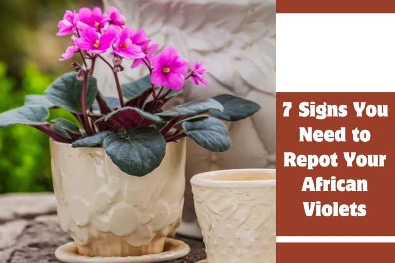 7 Signs You Need to Repot Your African Violets