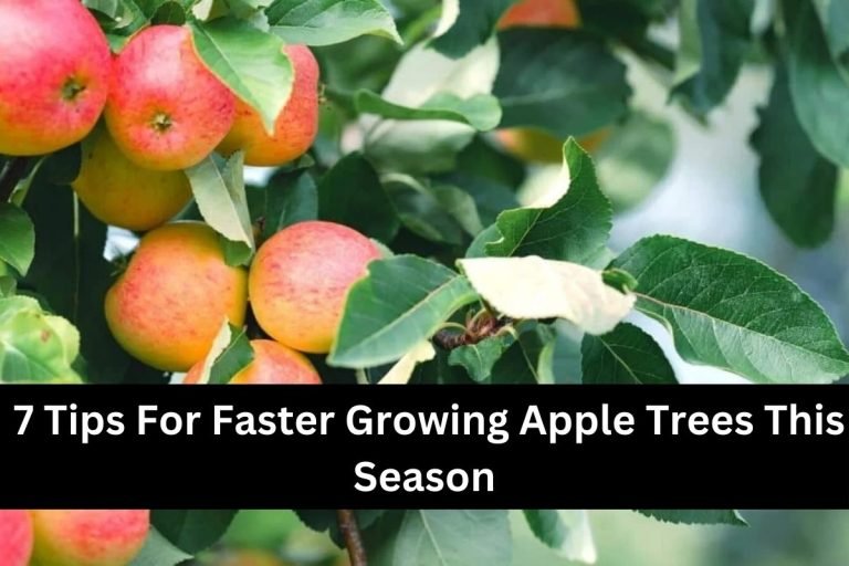 7 Tips For Faster Growing Apple Trees This Season