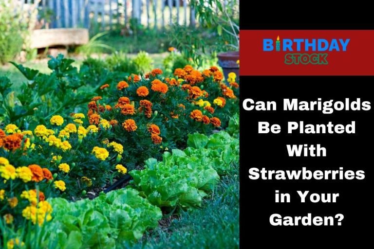 Can Marigolds Be Planted With Strawberries in Your Garden