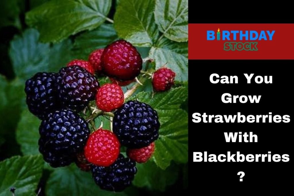 Can You Grow Strawberries With Blackberries? Birthday Stock