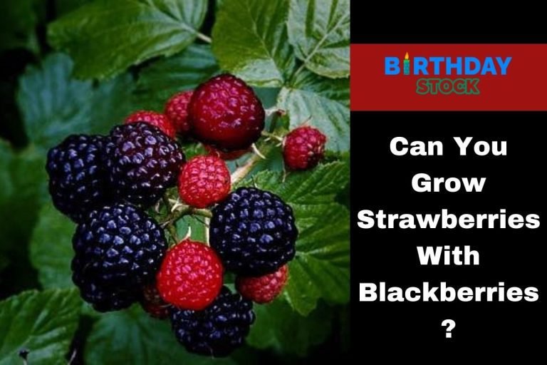 Can You Grow Strawberries With Blackberries