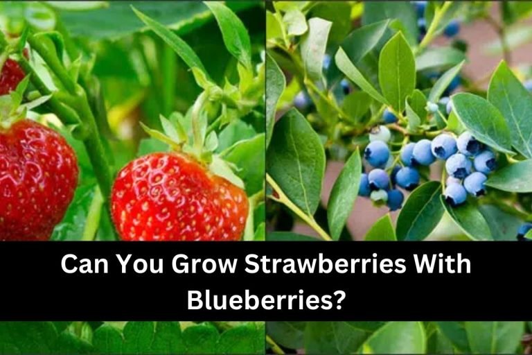 Can You Grow Strawberries With Blueberries