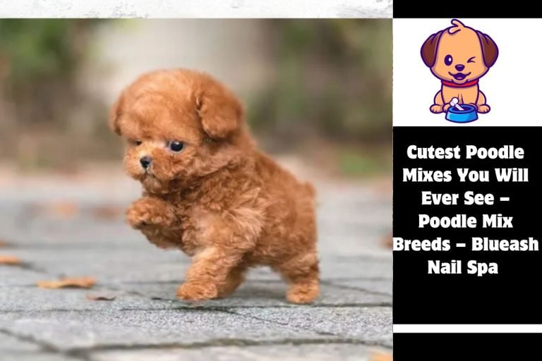 Cutest Poodle Mixes You Will Ever See – Poodle Mix Breeds – Blueash Nail Spa