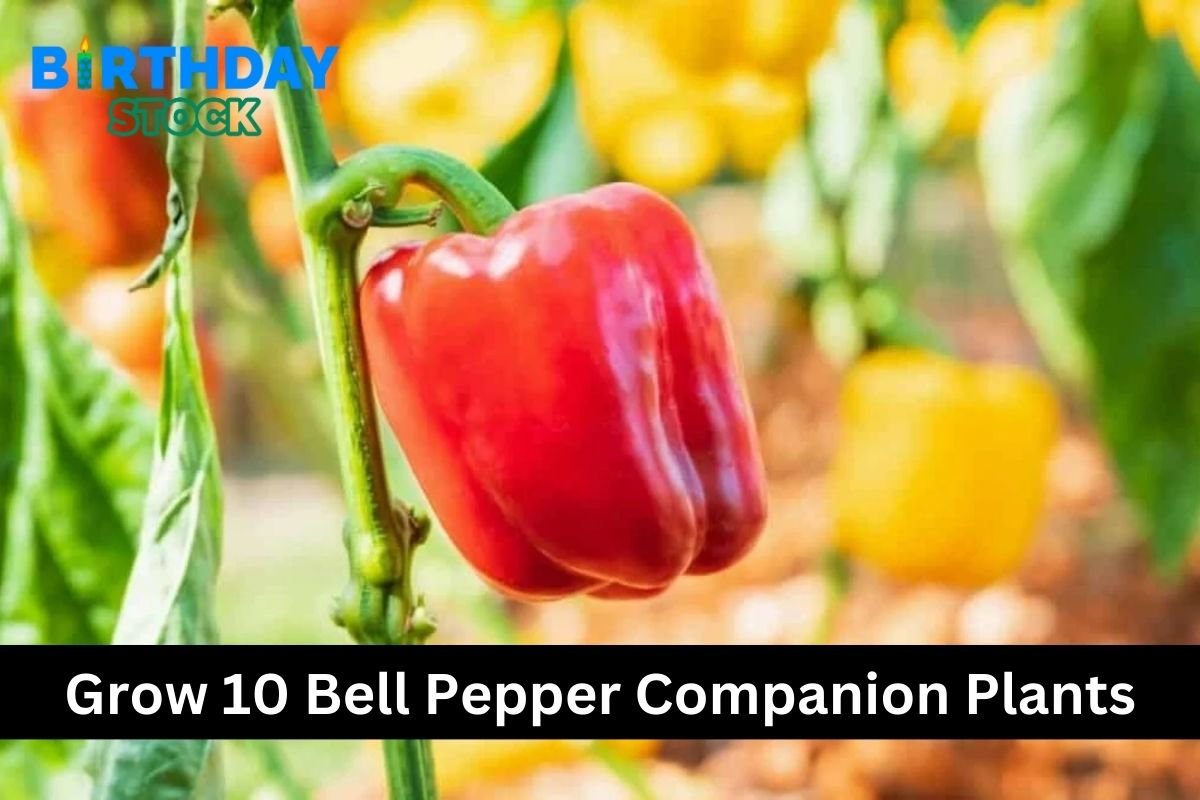 Grow 10 Bell Pepper Companion Plants