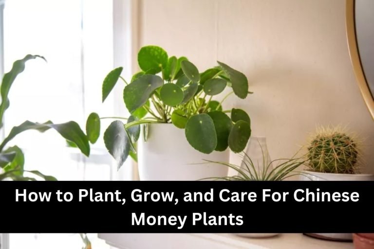 How to Plant, Grow, and Care For Chinese Money Plants