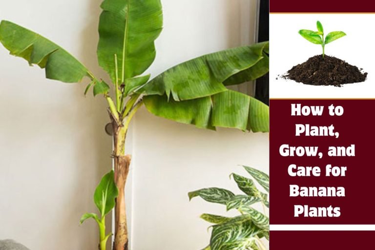 How to Plant, Grow, and Care for Banana Plants
