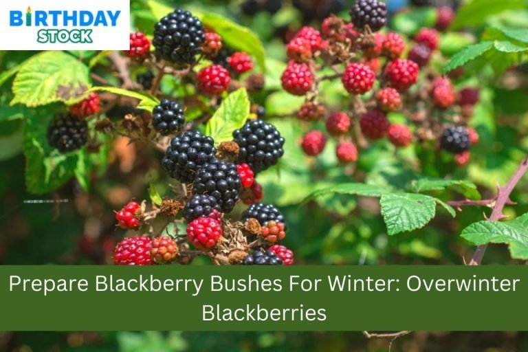 Prepare Blackberry Bushes For Winter: Overwinter Blackberries