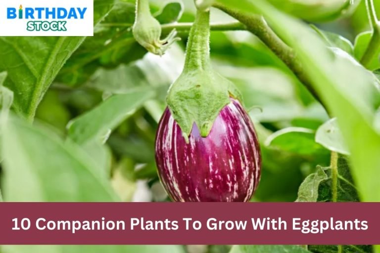 10 Companion Plants To Grow With Eggplants