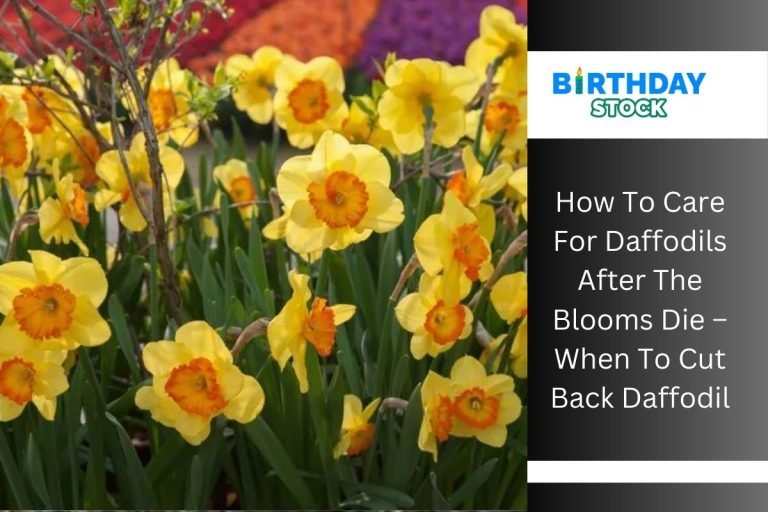 How To Care For Daffodils After The Blooms Die – When To Cut Back Daffodil