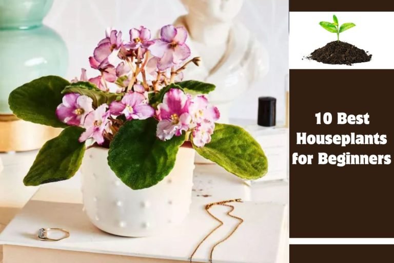 10 Best Houseplants for Beginners