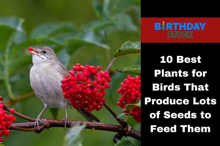 10 Best Plants for Birds That Produce Lots of Seeds to Feed Them