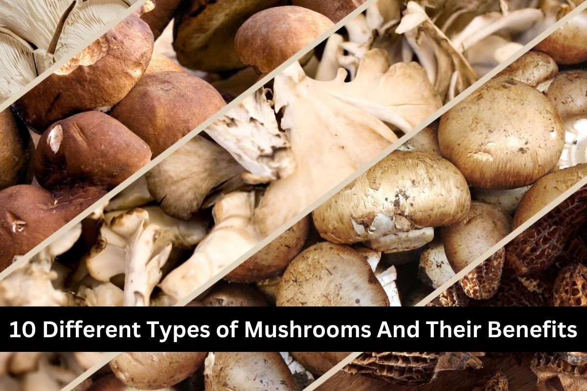 10 Different Types of Mushrooms And Their Benefits