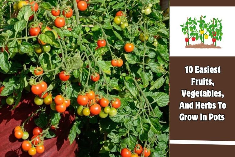 10 Easiest Fruits, Vegetables, And Herbs To Grow In Pots