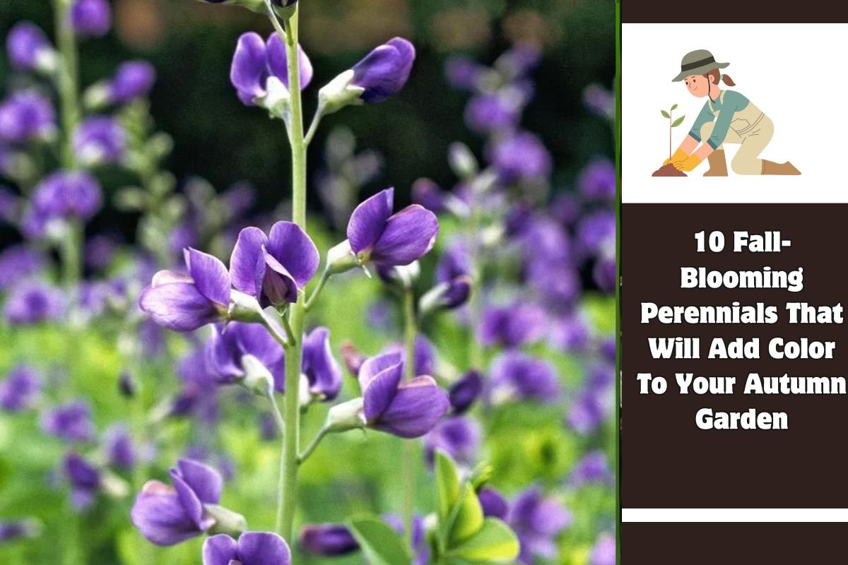 10 Fall-Blooming Perennials That Will Add Color To Your Autumn Garden