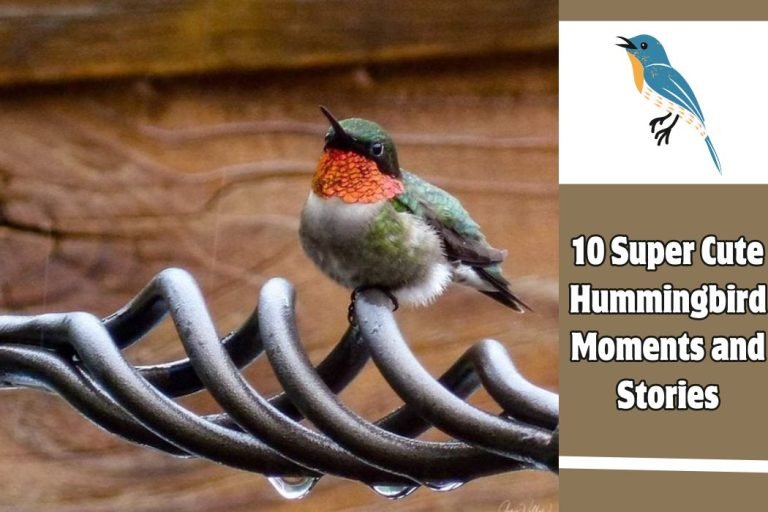 10 Super Cute Hummingbird Moments and Stories