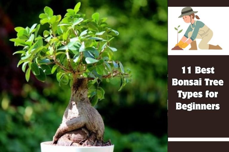 11 Best Bonsai Tree Types for Beginners