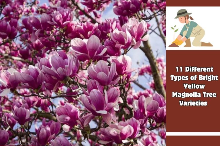 11 Different Types of Bright Yellow Magnolia Tree Varieties