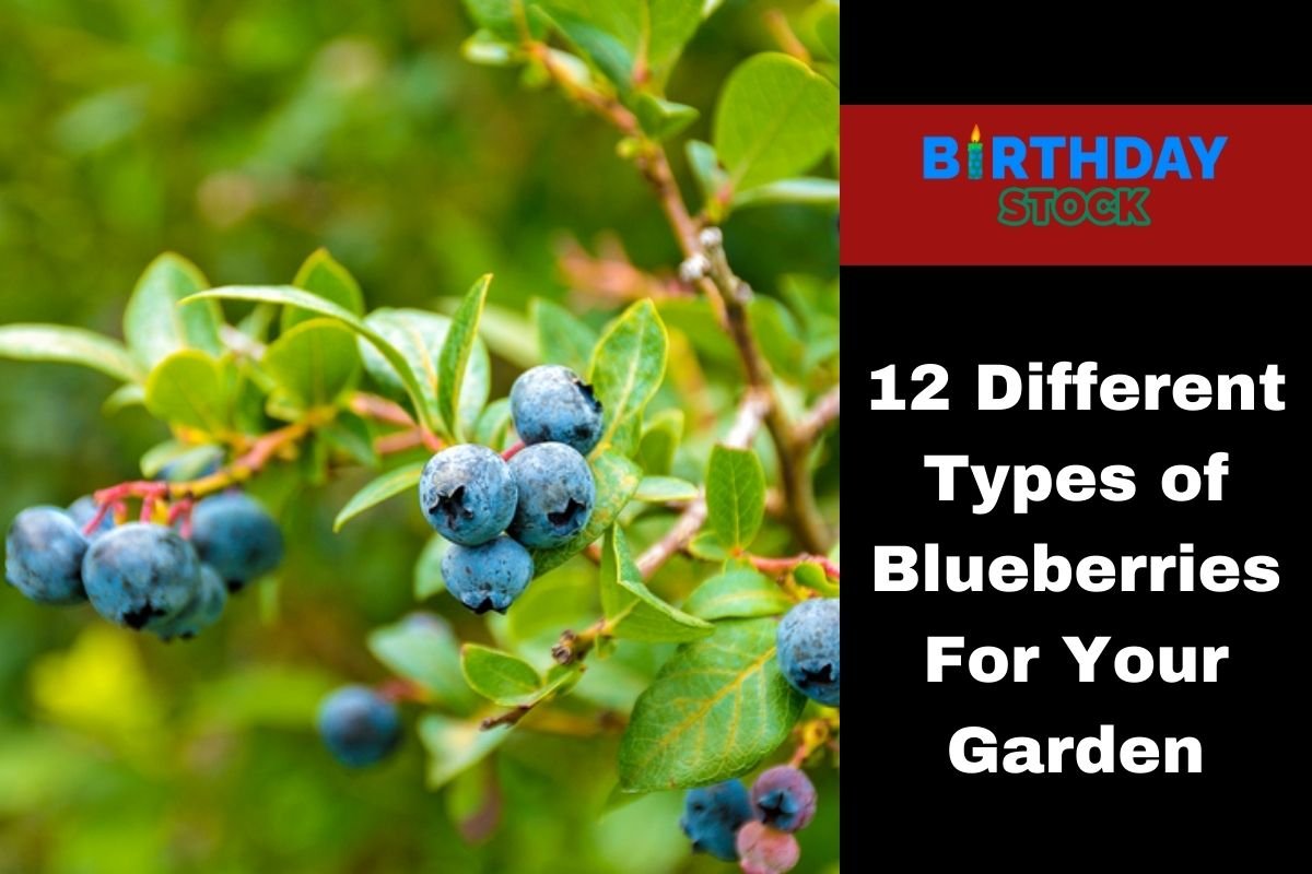 12 Different Types of Blueberries For Your Garden