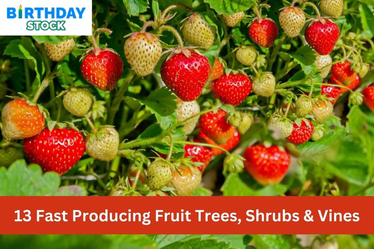 13 Fast Producing Fruit Trees, Shrubs & Vines