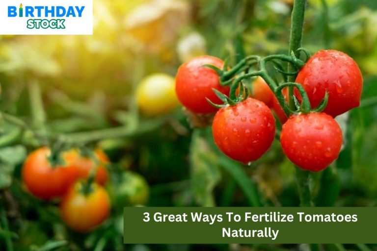 3 Great Ways To Fertilize Tomatoes Naturally