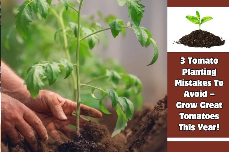3 Tomato Planting Mistakes To Avoid – Grow Great Tomatoes This Year!