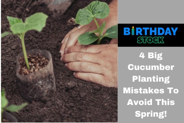 4 Big Cucumber Planting Mistakes To Avoid This Spring!